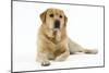 Yellow Labrador Lying Down-null-Mounted Photographic Print