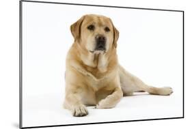 Yellow Labrador Lying Down-null-Mounted Photographic Print