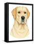 Yellow Labrador Portrait-Tomoyo Pitcher-Framed Stretched Canvas