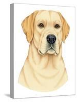 Yellow Labrador Portrait-Tomoyo Pitcher-Stretched Canvas