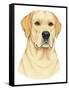 Yellow Labrador Portrait-Tomoyo Pitcher-Framed Stretched Canvas