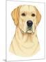 Yellow Labrador Portrait-Tomoyo Pitcher-Mounted Giclee Print