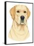 Yellow Labrador Portrait-Tomoyo Pitcher-Framed Stretched Canvas