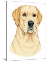 Yellow Labrador Portrait-Tomoyo Pitcher-Stretched Canvas