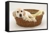 Yellow Labrador Pup, 4 Months Old, Lying in a Wicker Basket Dog Bed-Mark Taylor-Framed Stretched Canvas