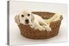 Yellow Labrador Pup, 4 Months Old, Lying in a Wicker Basket Dog Bed-Mark Taylor-Stretched Canvas