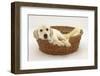 Yellow Labrador Pup, 4 Months Old, Lying in a Wicker Basket Dog Bed-Mark Taylor-Framed Photographic Print