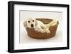 Yellow Labrador Pup, 4 Months Old, Lying in a Wicker Basket Dog Bed-Mark Taylor-Framed Photographic Print