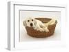 Yellow Labrador Pup, 4 Months Old, Lying in a Wicker Basket Dog Bed-Mark Taylor-Framed Photographic Print