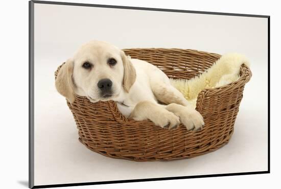 Yellow Labrador Pup, 4 Months Old, Lying in a Wicker Basket Dog Bed-Mark Taylor-Mounted Photographic Print