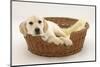 Yellow Labrador Pup, 4 Months Old, Lying in a Wicker Basket Dog Bed-Mark Taylor-Mounted Photographic Print