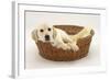 Yellow Labrador Pup, 4 Months Old, Lying in a Wicker Basket Dog Bed-Mark Taylor-Framed Photographic Print