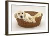 Yellow Labrador Pup, 4 Months Old, Lying in a Wicker Basket Dog Bed-Mark Taylor-Framed Photographic Print