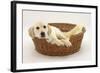 Yellow Labrador Pup, 4 Months Old, Lying in a Wicker Basket Dog Bed-Mark Taylor-Framed Photographic Print