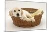 Yellow Labrador Pup, 4 Months Old, Lying in a Wicker Basket Dog Bed-Mark Taylor-Mounted Photographic Print