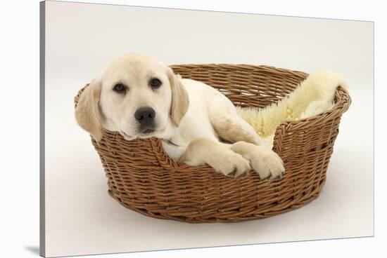 Yellow Labrador Pup, 4 Months Old, Lying in a Wicker Basket Dog Bed-Mark Taylor-Stretched Canvas