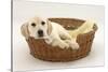 Yellow Labrador Pup, 4 Months Old, Lying in a Wicker Basket Dog Bed-Mark Taylor-Stretched Canvas