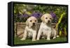 Yellow Labrador Puppies-null-Framed Stretched Canvas