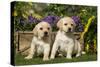 Yellow Labrador Puppies-null-Stretched Canvas