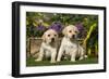 Yellow Labrador Puppies-null-Framed Photographic Print