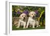 Yellow Labrador Puppies-null-Framed Photographic Print