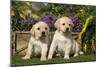 Yellow Labrador Puppies-null-Mounted Photographic Print