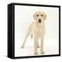 Yellow Labrador Puppy, 5 Months, Standing-Mark Taylor-Framed Stretched Canvas