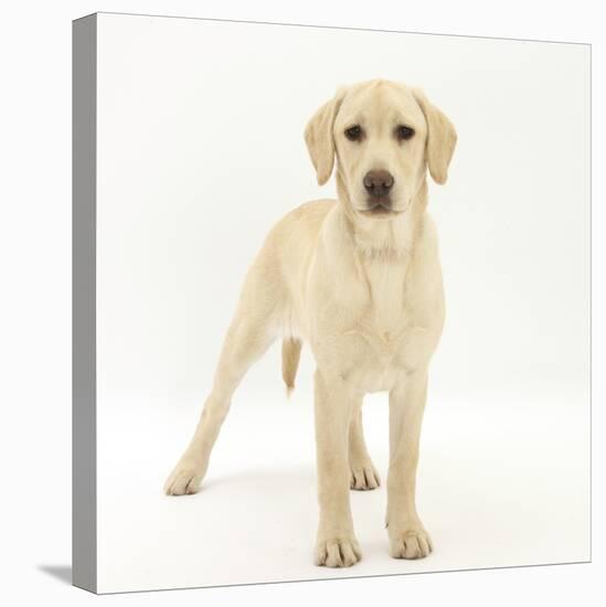 Yellow Labrador Puppy, 5 Months, Standing-Mark Taylor-Stretched Canvas