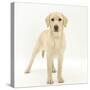 Yellow Labrador Puppy, 5 Months, Standing-Mark Taylor-Stretched Canvas