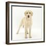 Yellow Labrador Puppy, 5 Months, Standing-Mark Taylor-Framed Premium Photographic Print