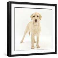 Yellow Labrador Puppy, 5 Months, Standing-Mark Taylor-Framed Premium Photographic Print