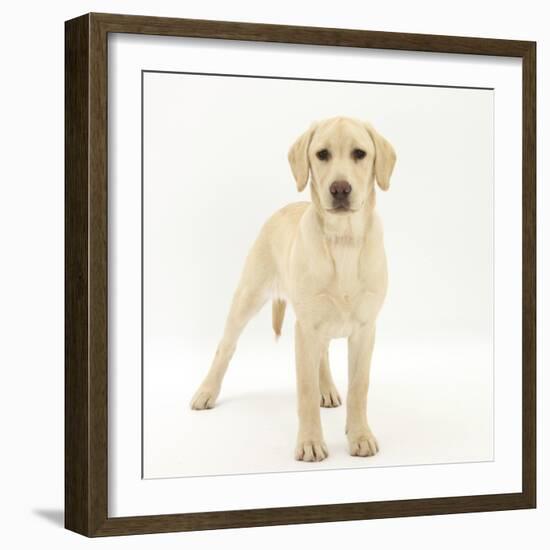 Yellow Labrador Puppy, 5 Months, Standing-Mark Taylor-Framed Photographic Print