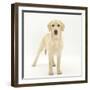 Yellow Labrador Puppy, 5 Months, Standing-Mark Taylor-Framed Photographic Print