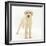 Yellow Labrador Puppy, 5 Months, Standing-Mark Taylor-Framed Photographic Print