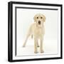 Yellow Labrador Puppy, 5 Months, Standing-Mark Taylor-Framed Photographic Print