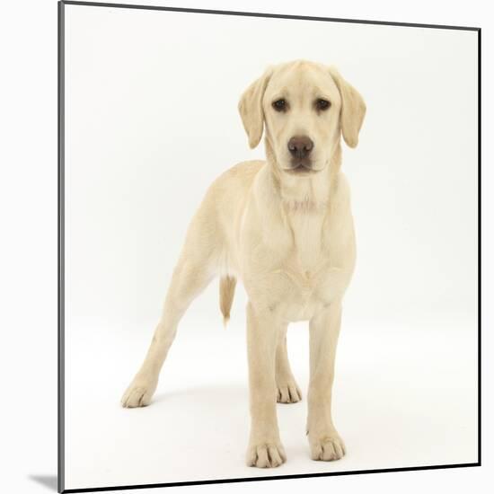 Yellow Labrador Puppy, 5 Months, Standing-Mark Taylor-Mounted Photographic Print