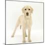 Yellow Labrador Puppy, 5 Months, Standing-Mark Taylor-Mounted Photographic Print
