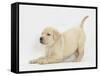 Yellow Labrador Puppy, 7 Weeks, in Play-Bow-Mark Taylor-Framed Stretched Canvas