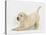 Yellow Labrador Puppy, 7 Weeks, in Play-Bow-Mark Taylor-Stretched Canvas