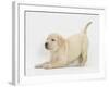 Yellow Labrador Puppy, 7 Weeks, in Play-Bow-Mark Taylor-Framed Photographic Print