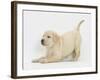 Yellow Labrador Puppy, 7 Weeks, in Play-Bow-Mark Taylor-Framed Photographic Print