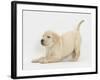 Yellow Labrador Puppy, 7 Weeks, in Play-Bow-Mark Taylor-Framed Photographic Print