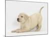 Yellow Labrador Puppy, 7 Weeks, in Play-Bow-Mark Taylor-Mounted Photographic Print