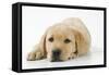 Yellow Labrador Puppy, 9 Weeks-null-Framed Stretched Canvas
