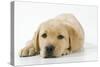 Yellow Labrador Puppy, 9 Weeks-null-Stretched Canvas