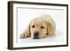 Yellow Labrador Puppy, 9 Weeks-null-Framed Photographic Print