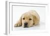 Yellow Labrador Puppy, 9 Weeks-null-Framed Photographic Print