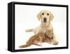 Yellow Labrador Puppy and Ginger Kitten-Mark Taylor-Framed Stretched Canvas