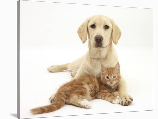 Yellow Labrador Puppy and Ginger Kitten-Mark Taylor-Stretched Canvas