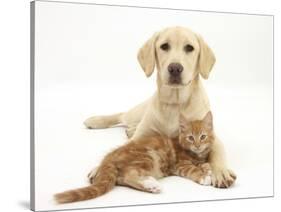 Yellow Labrador Puppy and Ginger Kitten-Mark Taylor-Stretched Canvas